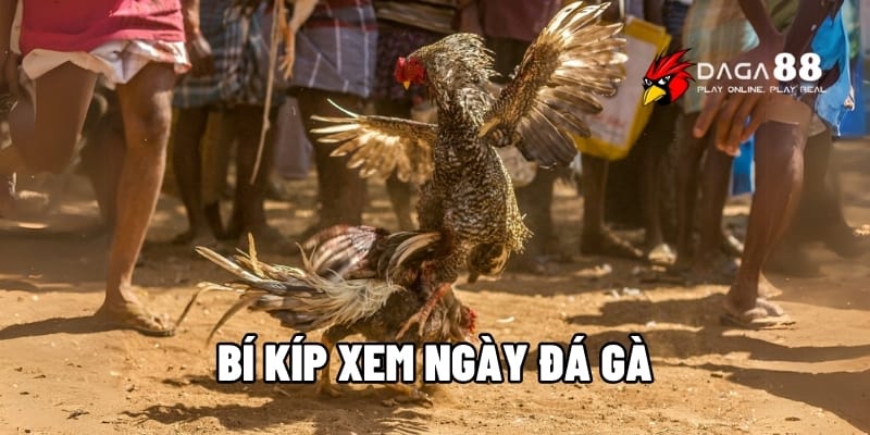 Bí Kíp Xem Ngày Đá Gà - Biết Lựa Chọn Thời Điểm Tốt Nhất Tại DAGA88 1 Bí kíp xem ngày đá gà