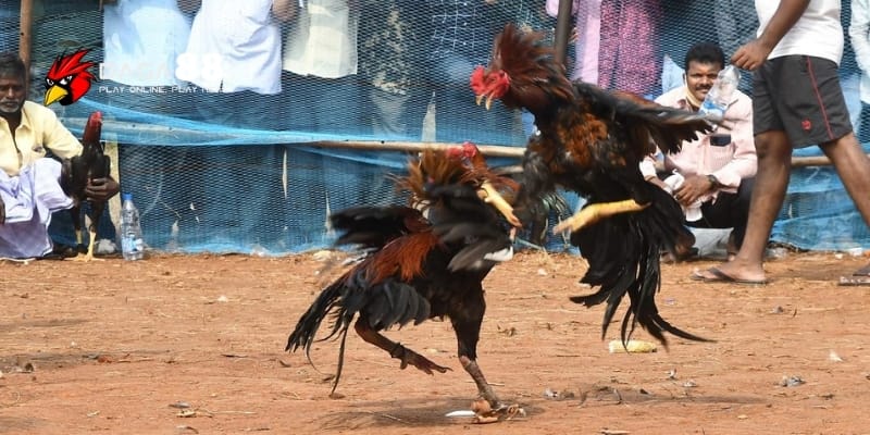 Bí Kíp Xem Ngày Đá Gà - Biết Lựa Chọn Thời Điểm Tốt Nhất Tại DAGA88 2 Tìm hiểm bí kíp xem ngày đá gà