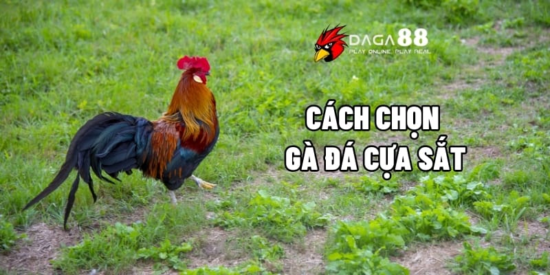 Top Những Cách Chọn Gà Đá Cựa Sắt Hay Nhất Từ Trước Tới Nay Tại DAGA88 1 Cách chọn gà đá cựa sắt