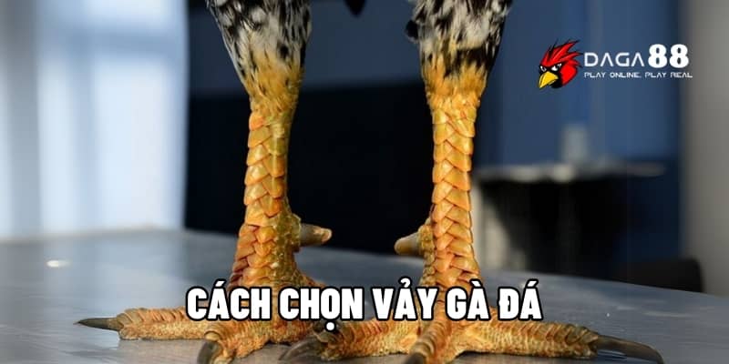 Cách Chọn Vảy Gà Đá Chuẩn Nhất - Bí Quyết Của Cao Thủ Tại DAGA88 1 cách chọn vảy gà đá