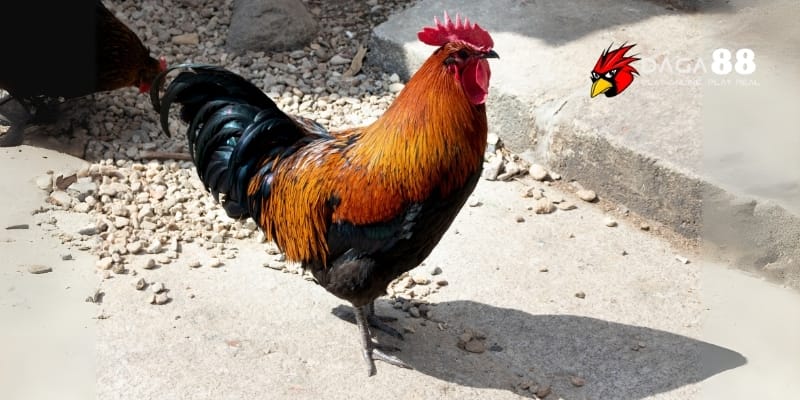 Cách Chọn Vảy Gà Đá Chuẩn Nhất - Bí Quyết Của Cao Thủ Tại DAGA88 2 Vảy gà đá giúp nhận biết và đánh giá chất lượng của gà chọi