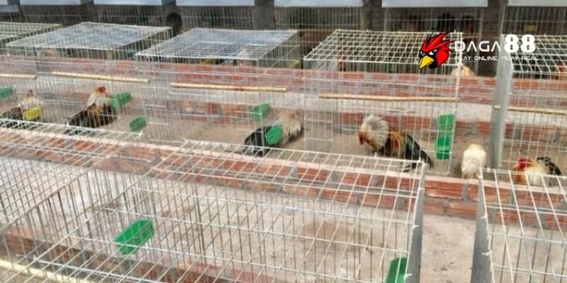 Cách Làm Chuồng Chạy Cho Gà Đá Chỉ Với 3 Bước Đơn Giản 2 Chuồng chạy cho gà đá là chuồng dành riêng cho gà chọi