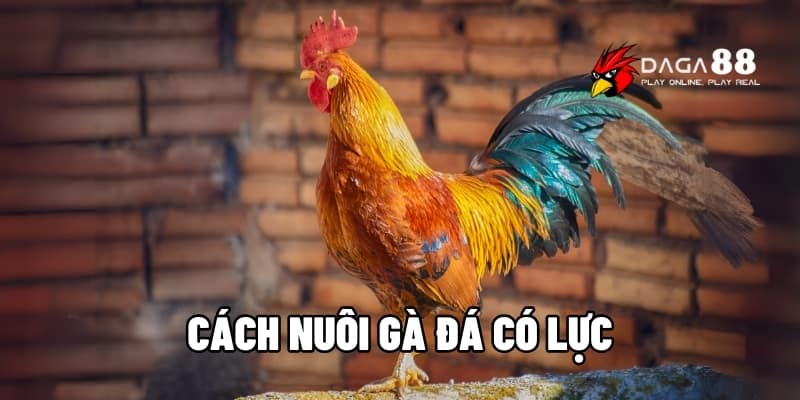 Cách Nuôi Gà Đá Có Lực - Kinh Nghiệm Vàng Từ Các Sư Kê Tại DAGA88 1 Cách nuôi gà đá có lực