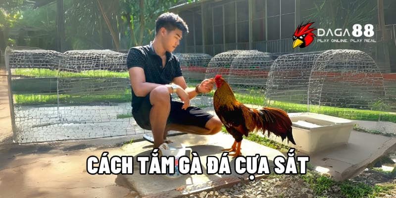 Cách Tắm Gà Đá Cựa Sắt Đúng Quy Trình Giúp Gà Khỏe Mạnh Tại DAGA88 1 Cách tắm gà đá cựa sắt