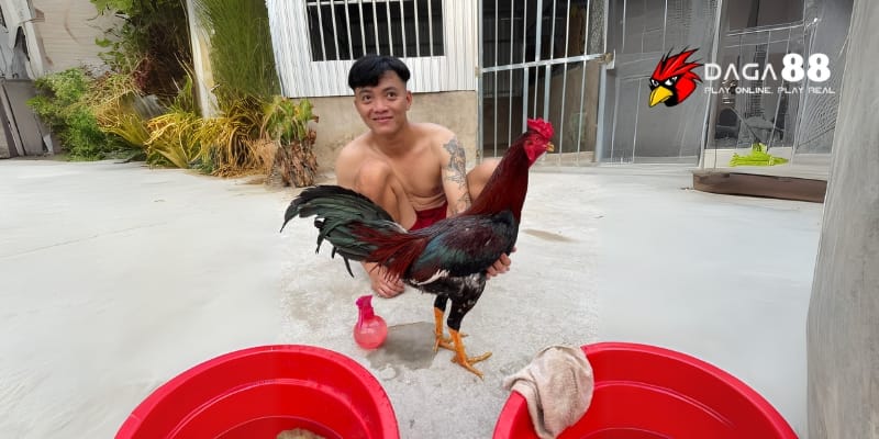 Cách Tắm Gà Đá Cựa Sắt Đúng Quy Trình Giúp Gà Khỏe Mạnh Tại DAGA88 3 Lau khô sau khi tắm gà là việc làm vô cùng cần thiết