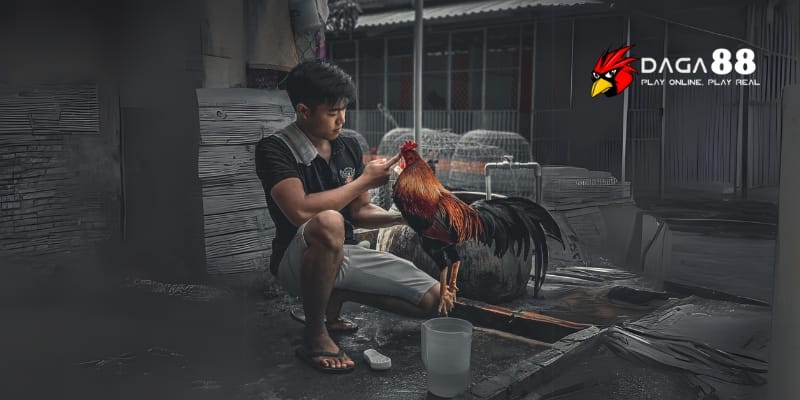 Cách Tắm Gà Đá Cựa Sắt Đúng Quy Trình Giúp Gà Khỏe Mạnh Tại DAGA88 4 Gà sau khi đá cần được vệ sinh đúng cách