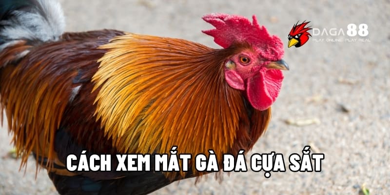 Tất Tần Tật Về Cách Xem Mắt Gà Đá Cựa Sắt Từ Các Sư Kê Tại DAGA88 1 Cách xem mắt gà đá cựa sắt