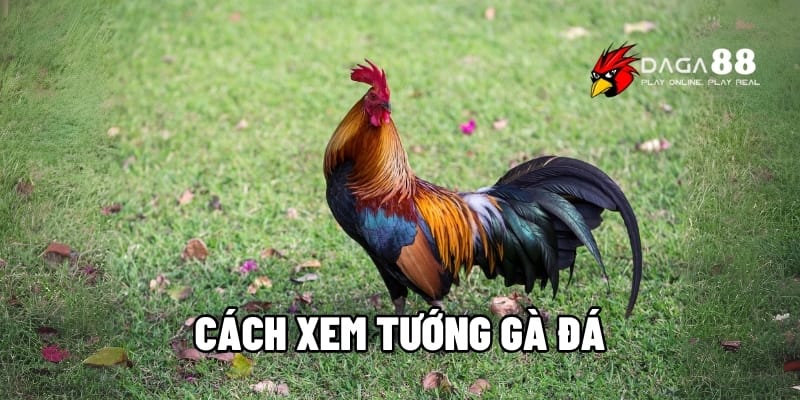 Cách Xem Tướng Gà Đá Siêu Chuẩn Chỉ 5 Phút Từ Các Sư Kê 1 cách xem tướng gà đá