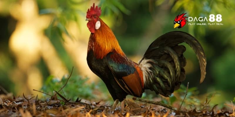 Cách Xem Tướng Gà Đá Siêu Chuẩn Chỉ 5 Phút Từ Các Sư Kê 2 Cách xem tướng gà chọi giúp dự đoán chiến kê hay