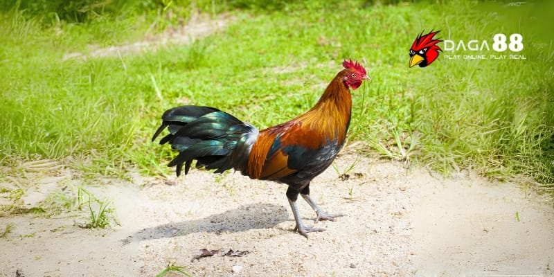 Cách Xem Tướng Gà Đá Siêu Chuẩn Chỉ 5 Phút Từ Các Sư Kê 3 Tại sao cần biết cách xem tướng gà đá