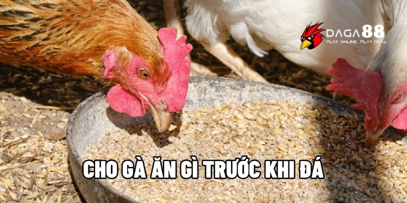 Cho Gà Ăn Gì Trước Khi Đá Để Gà Sung Khỏe Trước Trận Tại DAGA88 1 cho gà ăn gì trước khi đá