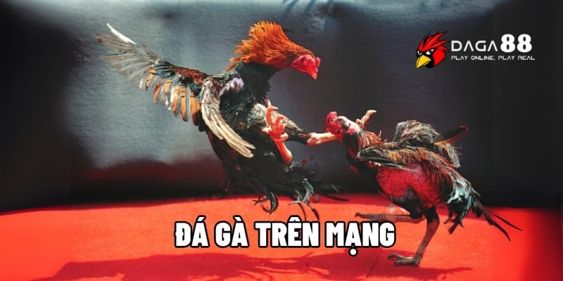 Đá Gà Trên Mạng - Tìm Hiểu Các Hình Thức Đá Gà Hiện Nay Cùng DAGAG88 1 đá gà trên mạng