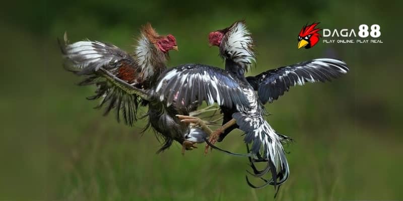 Đá Gà Trên Mạng - Tìm Hiểu Các Hình Thức Đá Gà Hiện Nay Cùng DAGAG88 3 Có nhiều hình thức cá độ đá gà yêu thích