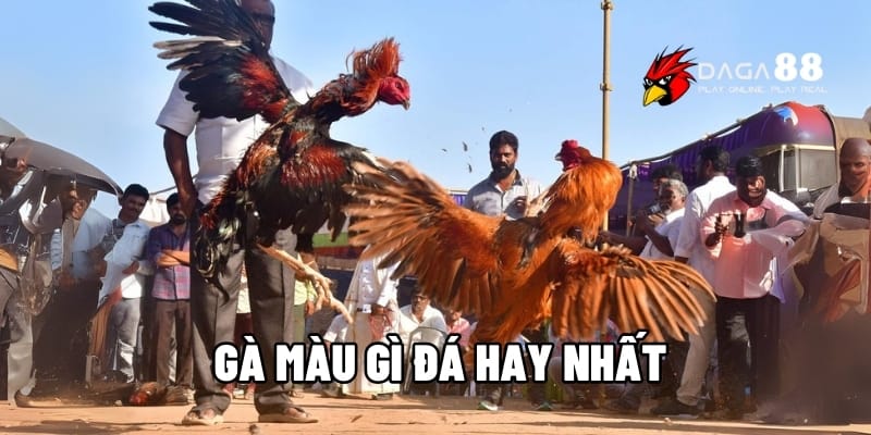 Gà Màu Gì Đá Hay Nhất - Sư Kê Chia Sẻ Bí Kíp Chọn Gà Hay Tại DAGA88 1 Gà màu gì đá hay nhất