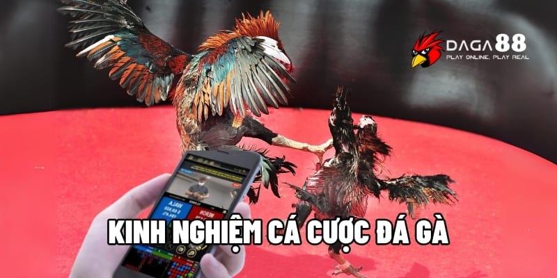 Tổng Hợp 1001+ Kinh Nghiệm Cá Cược Đá Gà Cho Bất Bại 1 Kinh nghiệm cá cược đá gà