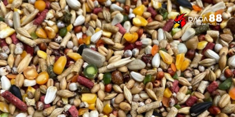 Tổng Hợp Thức Ăn Gà Đá Cung Cấp Đầy Đủ Dinh Dưỡng Nhất Tại DAGA88 2 Ngũ cốc có nguồn gốc tự nhiên