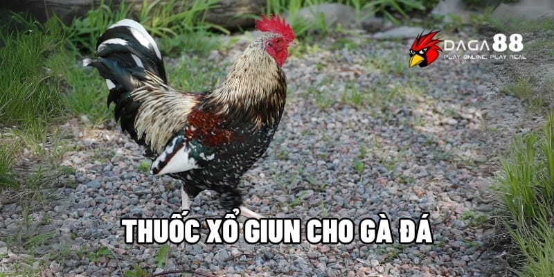 Top 5 Loại Thuốc Xổ Giun Cho Gà Đá Phổ Biến Nhất Hiện Nay 1 Thuốc xổ giun cho gà đá