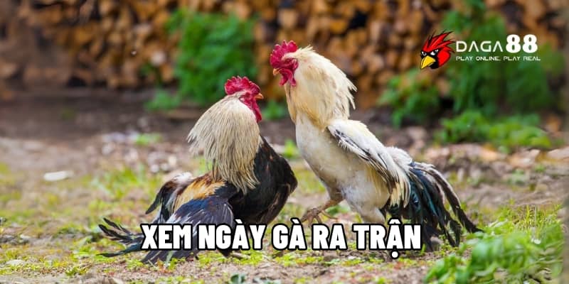 Xem Ngày Gà Ra Trận Theo 12 Con Giáp Trong Sách Kinh Kê Cùng DAGA88 1 Xem ngày gà ra trận